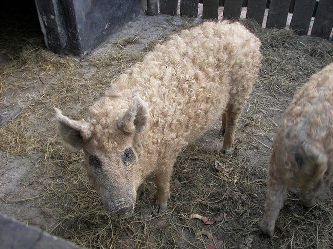 Trên thực tế, Mangalitsa là một trong những giống lợn mỡ nhất trên thế giới với chất béo chiếm từ 65% đến 70% trọng lượng cơ thể.