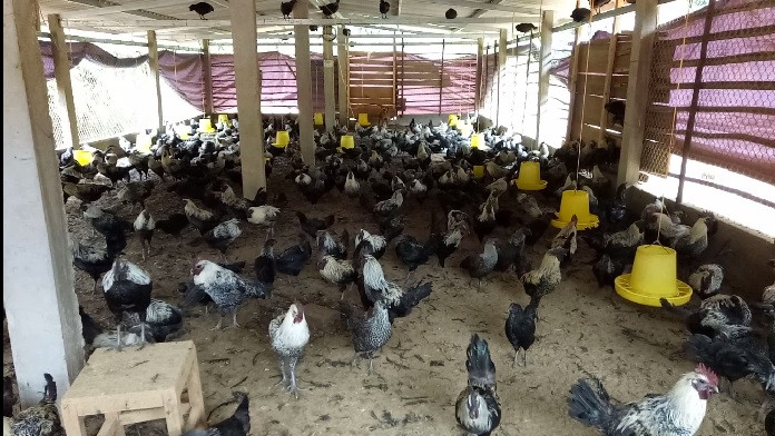 Nhiều gia đình thấy được lợi nhuận từ gà đen nên đã tập trung nuôi số lượng lớn.