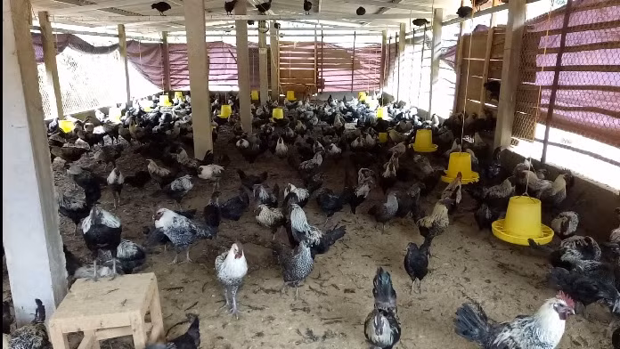 Nhiều gia đình thấy được lợi nhuận từ gà đen nên đã tập trung nuôi số lượng lớn.