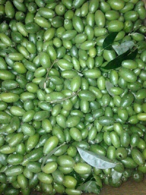 Hiện tại, thay vì thích thú với những trái nhót chín đỏ căng mọng, giới trẻ hào hứng hơn nhiều với những trái nhót xanh, hay còn gọi là nhót bao tử.