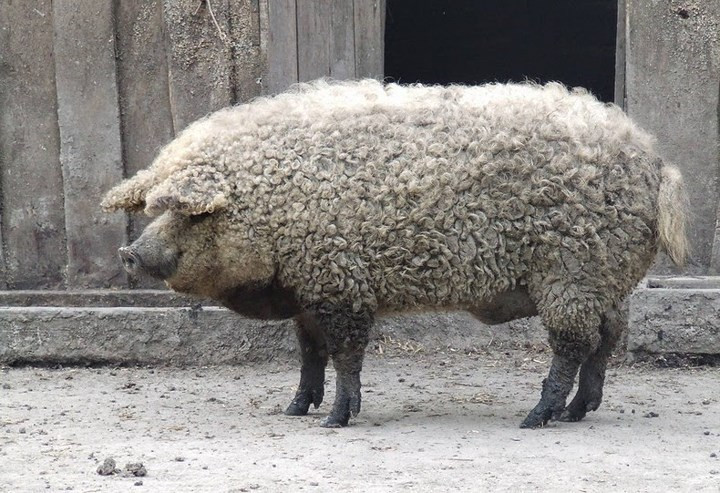 Mangalica là giống lợn có lông bất thường giống cừu này. Chúng đã gần như tuyệt chủng vào những năm 90 thế kỷ trước, khi còn chưa đến 200 con.