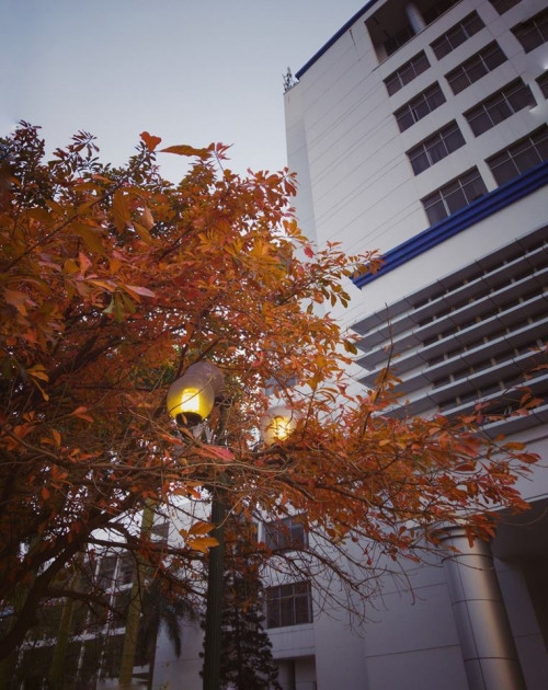 Nơi 'sống ảo' thần thánh này tại một ngôi trường công nghệ lập tức lọt vào 'mắt xanh' của như cô cậu sinh viên ưa 'thả thính'. Chỉ cần tạo dáng, chụp và chỉnh màu một tý tẹo… trông bạn chả khác gì là đang đi du lịch nước ngoài.