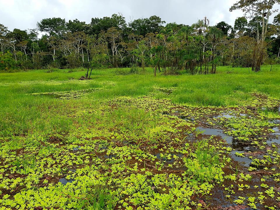 Đến đây, du khách có thể đăng ký các tour tham quan rừng, đầm lầy... để trải nghiệm môi trường hoang dã hiếm có.