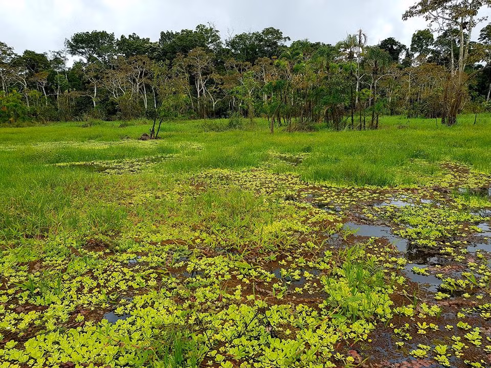 Đến đây, du khách có thể đăng ký các tour tham quan rừng, đầm lầy... để trải nghiệm môi trường hoang dã hiếm có.