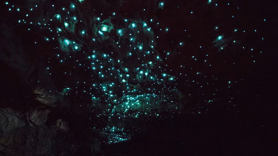 Không cần phải lên núi vào một đêm trời trong để ngắm ngân hà, đến với Động Waitomo nằm sâu trong lòng đất của New Zealand, bạn sẽ gần như nổ tung vì thứ ánh sáng kỳ diệu phát ra từ hàng nghìn con đom đóm.