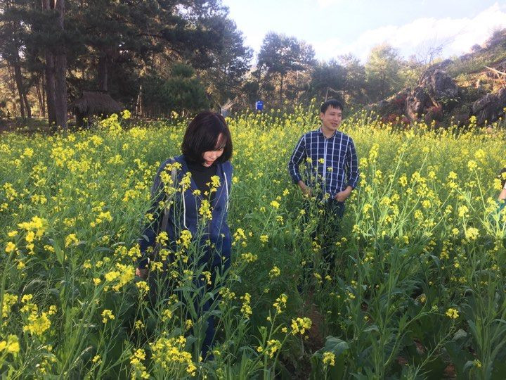 Nhiều du khách đã không ngần ngại vượt hàng trăm km đường sá xa xôi, chỉ để đến chiêm ngưỡng hoa cải vàng. Anh Nguyễn Anh Tuấn đến từ Hà Nội cho hay: "Tôi chỉ có 4 từ để nói lên cảm xúc của tôi lúc này là hoa cải Mộc Châu thật “quyến rũ và đẹp mắt”. Có dịp, tôi nhất định sẽ đưa cả gia đình về Mộc Châu khám phá các cảnh quan khác nữa"