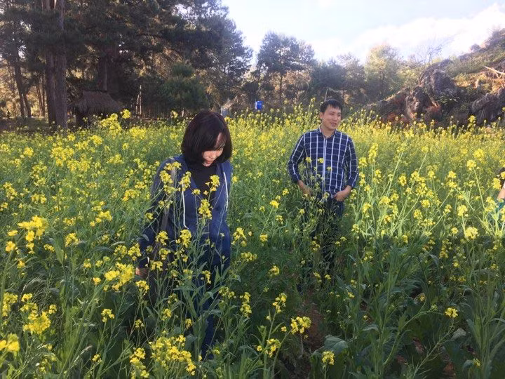 Nhiều du khách đã không ngần ngại vượt hàng trăm km đường sá xa xôi, chỉ để đến chiêm ngưỡng hoa cải vàng. Anh Nguyễn Anh Tuấn đến từ Hà Nội cho hay: "Tôi chỉ có 4 từ để nói lên cảm xúc của tôi lúc này là hoa cải Mộc Châu thật “quyến rũ và đẹp mắt”. Có dịp, tôi nhất định sẽ đưa cả gia đình về Mộc Châu khám phá các cảnh quan khác nữa"