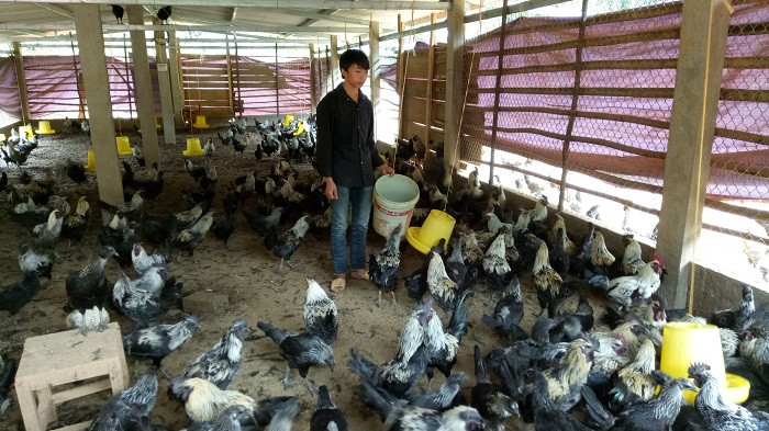 Mỗi năm bán ra thị trường hơn 1 tấn gà đen Tủa Chùa đã đem lại nguồn thu nhập hàng trăm triệu đồng cho nhà ông Mùa A Sung.