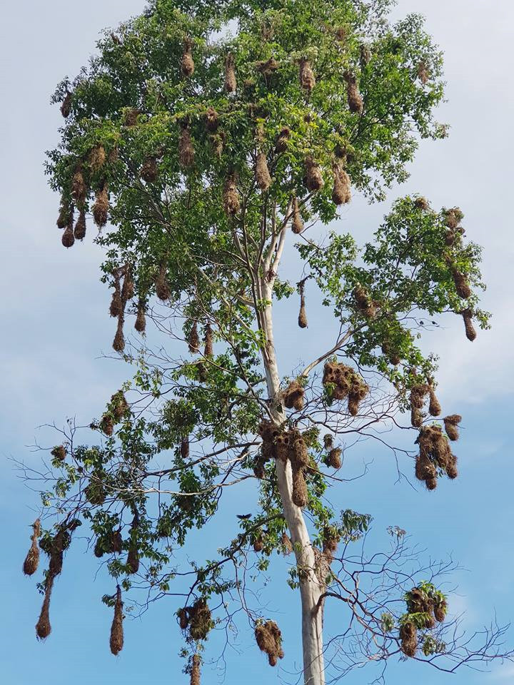Khu rừng này là nơi sinh sống của hơn 2,5 triệu loài côn trùng, hàng chục nghìn loài cây, hơn 2.000 loài chim và động vật có vú. Đến nay, con người vẫn chưa khám phá hết Amazon và vẫn tiếp tục tìm ra các loài sinh vật mới.