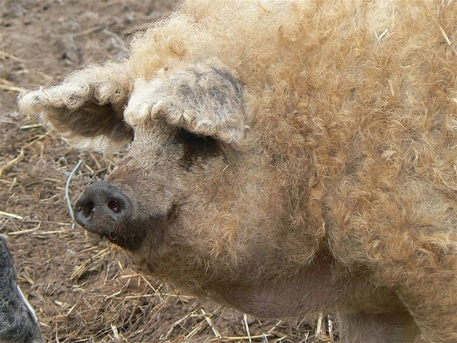 Kết quả là Mangalitsa có bộ lông xoăn có thể là màu đen, hoặc đỏ, nhưng thường có màu vàng.
