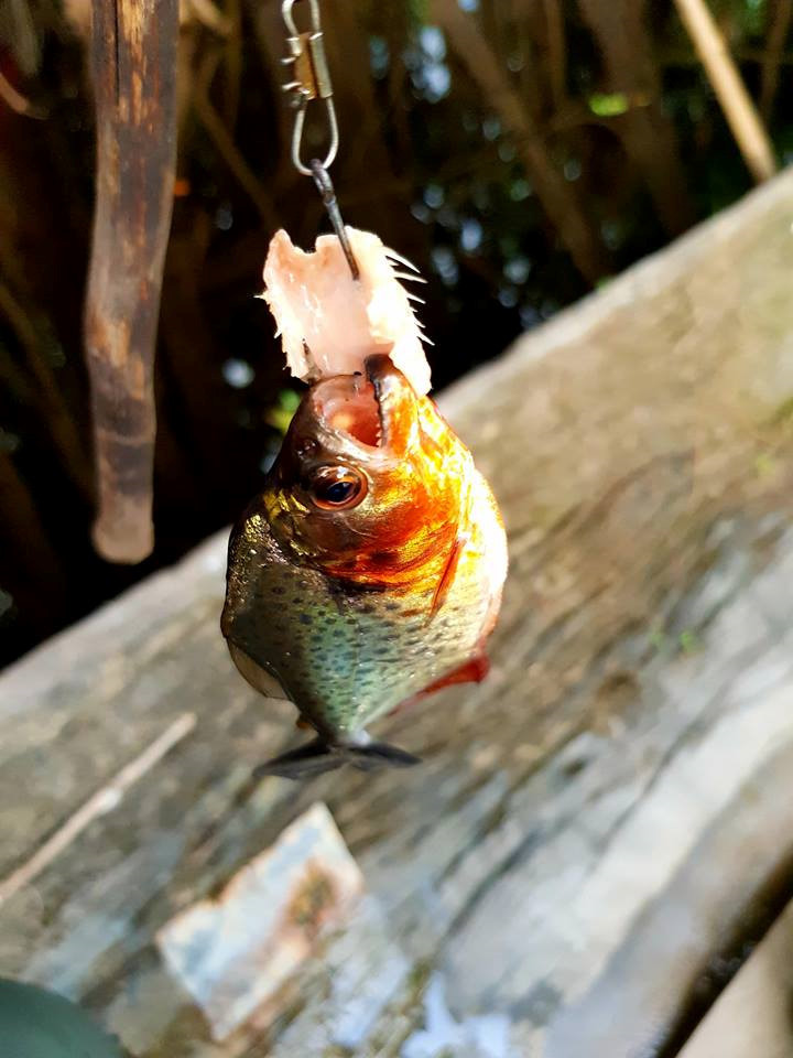 Hay thử tài câu Piranha, loài cá ăn thịt nổi tiếng của rừng Amazon.