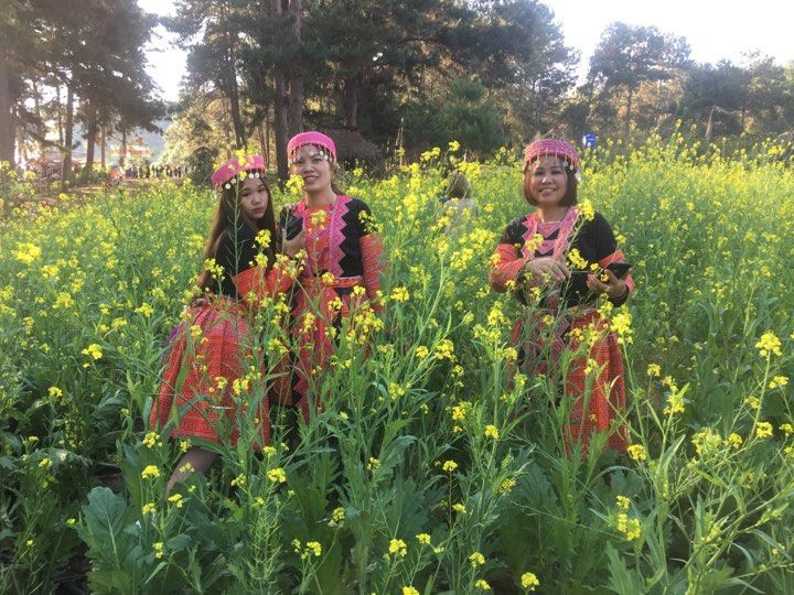 Nhiều du khách đã thuê những bộ trang phục dân tộc Mông để chụp ảnh kỷ niệm giữa vườn hoa cải vàng trên cao nguyên Mộc Châu Đến thời điểm hiện tại, hoa cải vàng nở khoe sắc ở các điểm như: rừng thông bản Áng, bản Cóc thuộc xã Đông Sang; khu bản Pa Phách, thị trấn nông trường Mộc Châu... Hoa cải vàng ở những địa điểm đó đều nở đẹp trong thời tiết se lạnh, nhưng mỗi nơi hoa cải lại mọc trên một nền cảnh đẹp khác nhau, nên dù đi hết các địa điểm đó các bạn cũng sẽ không thấy nhàm chán. Chị Lê Thị Diệu Linh (Hà Nội) cho biết: "Tôi đến Mộc Châu nhiều lần rồi, nhưng đây là lần đầu tiên tôi và bạn bè được tận mắt nhìn thấy những nhánh hoa cải vàng nở trông thật tuyệt đẹp. Tôi cảm thấy rất hào hứng và phấn khởi, tôi sẽ tranh thủ chụp nhiều ảnh để lữu giữ những khoảnh khắc đẹp này làm kỷ niệm, khoe với gia đình và người thân".