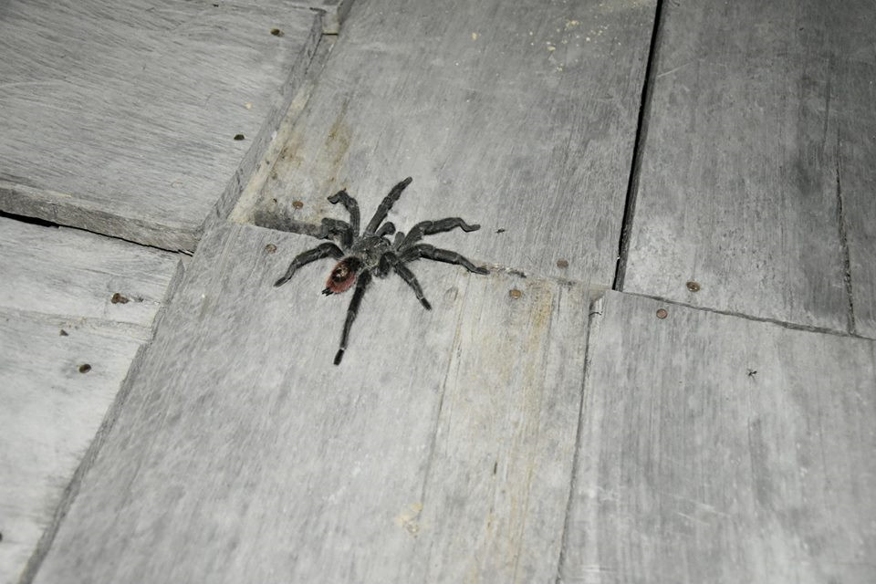 Đăng Khoa cho biết anh bị muỗi và côn trùng đốt rất nhiều. Anh đã được tiếp cận nhiều sinh vật độc đáo mà trước đó chỉ biết qua ảnh, như loài nhện đen này.