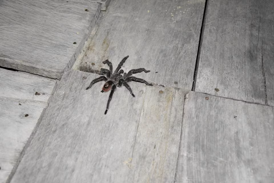 Đăng Khoa cho biết anh bị muỗi và côn trùng đốt rất nhiều. Anh đã được tiếp cận nhiều sinh vật độc đáo mà trước đó chỉ biết qua ảnh, như loài nhện đen này.