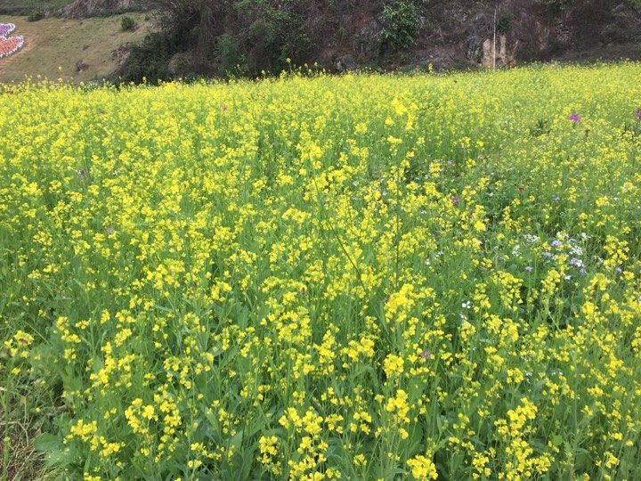 Vườn hoa cải vàng nở khoe sắc trên cao nguyên trông thật tuyệt đẹp. Riêng khu vực rừng thông bản Áng, ngoài chiêm ngưỡng hoa cải vàng du khách còn có thể ngắm nhìn hồ nước trong vắt ngay giữa rừng thông lãng mạn như trong các bộ phim tình cảm Hàn Quốc... Những cánh đồng hoa đó đều có chủ, khách sẽ phải trả 10.000 – 20.000đ/người phí vào vườn tùy vào cánh đồng đó to hay nhỏ, mật độ hoa nhiều hay ít.