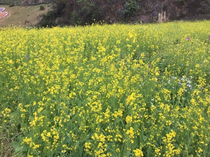 Vườn hoa cải vàng nở khoe sắc trên cao nguyên trông thật tuyệt đẹp. Riêng khu vực rừng thông bản Áng, ngoài chiêm ngưỡng hoa cải vàng du khách còn có thể ngắm nhìn hồ nước trong vắt ngay giữa rừng thông lãng mạn như trong các bộ phim tình cảm Hàn Quốc... Những cánh đồng hoa đó đều có chủ, khách sẽ phải trả 10.000 – 20.000đ/người phí vào vườn tùy vào cánh đồng đó to hay nhỏ, mật độ hoa nhiều hay ít.