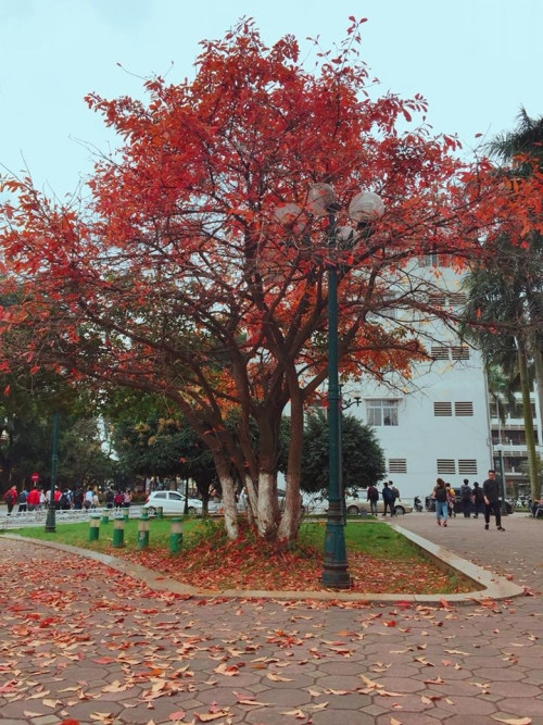 ĐH Bách Khoa Hà Nội lãng mạn hơn rất nhiều khi có những hàng cây lá vàng này.