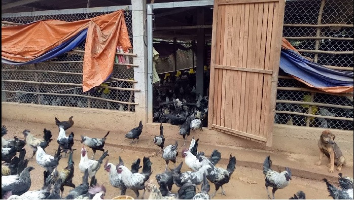 Với giá bán 140 nghìn đồng/kg, mỗi khi nhà có việc, người Mông chỉ cần bán chục con gà cũng có vài triệu để lo công việc trong nhà