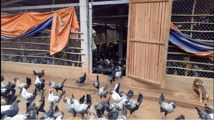 Với giá bán 140 nghìn đồng/kg, mỗi khi nhà có việc, người Mông chỉ cần bán chục con gà cũng có vài triệu để lo công việc trong nhà