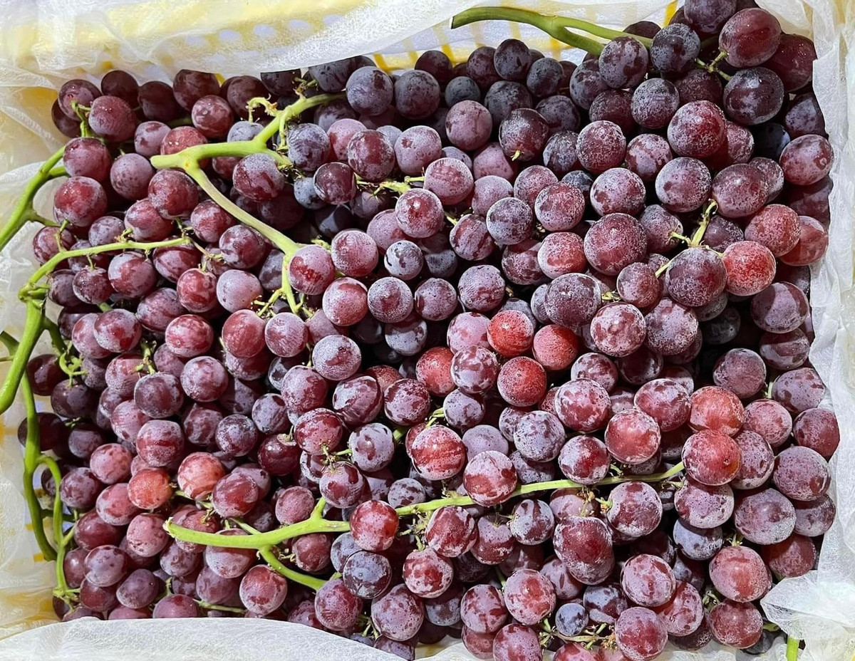 Viet Nam chi hon 2.500 ty dong nhap khau cac loai nho tuoi-Hinh-7