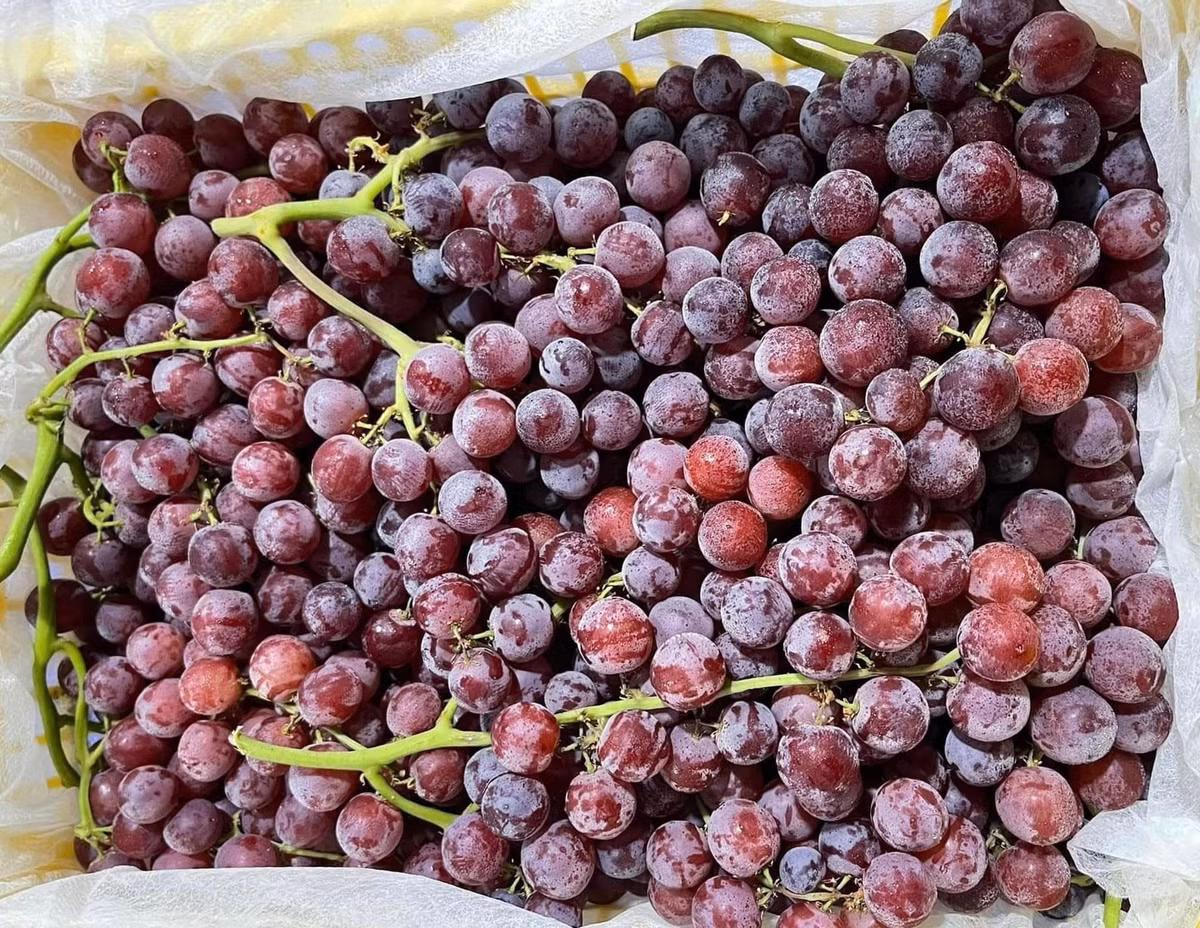 Viet Nam chi hon 2.500 ty dong nhap khau cac loai nho tuoi-Hinh-7