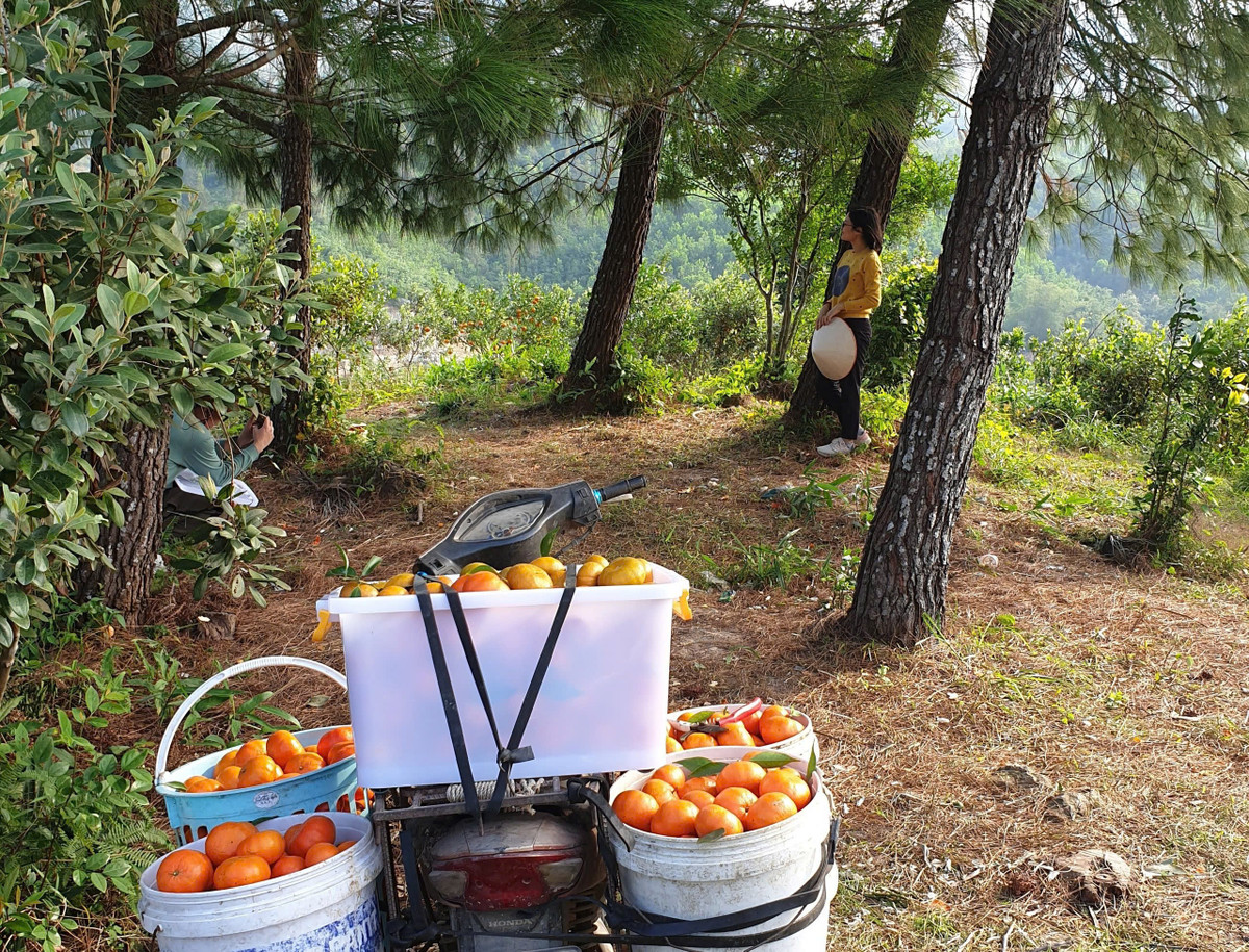 Trồng cam theo phương pháp đặc biệt, khách nườm nượp đến check-in - Hình 6 Trong cam theo phuong phap dac biet, khach nuom nuop den check-in-Hinh-6