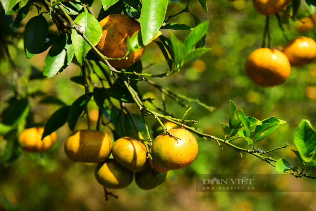 Trồng cam theo phương pháp đặc biệt, khách nườm nượp đến check-in - Hình 2 Trong cam theo phuong phap dac biet, khach nuom nuop den check-in-Hinh-2