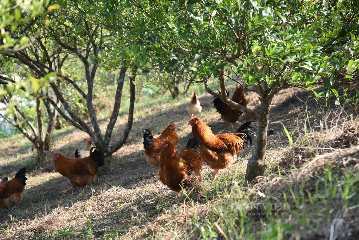 Trồng cam theo phương pháp đặc biệt, khách nườm nượp đến check-in - Hình 4 Trong cam theo phuong phap dac biet, khach nuom nuop den check-in-Hinh-4