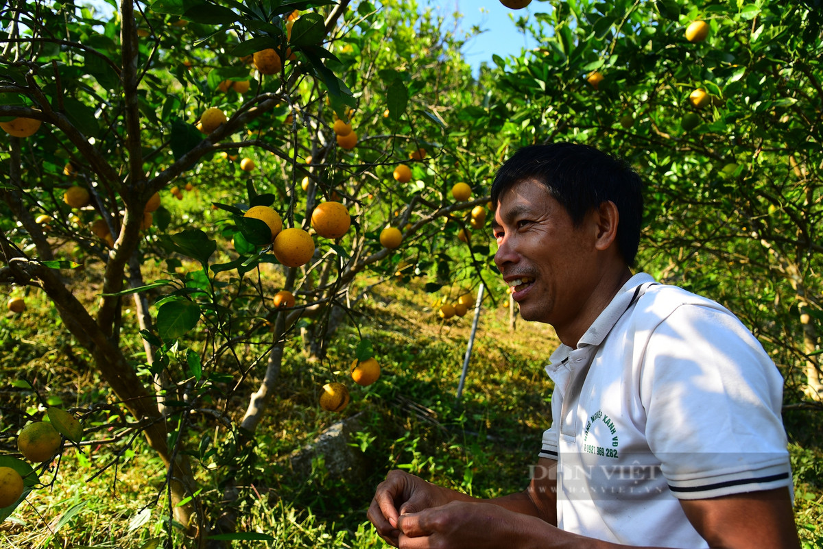 Trồng cam theo phương pháp đặc biệt, khách nườm nượp đến check-in Trong cam theo phuong phap dac biet, khach nuom nuop den check-in