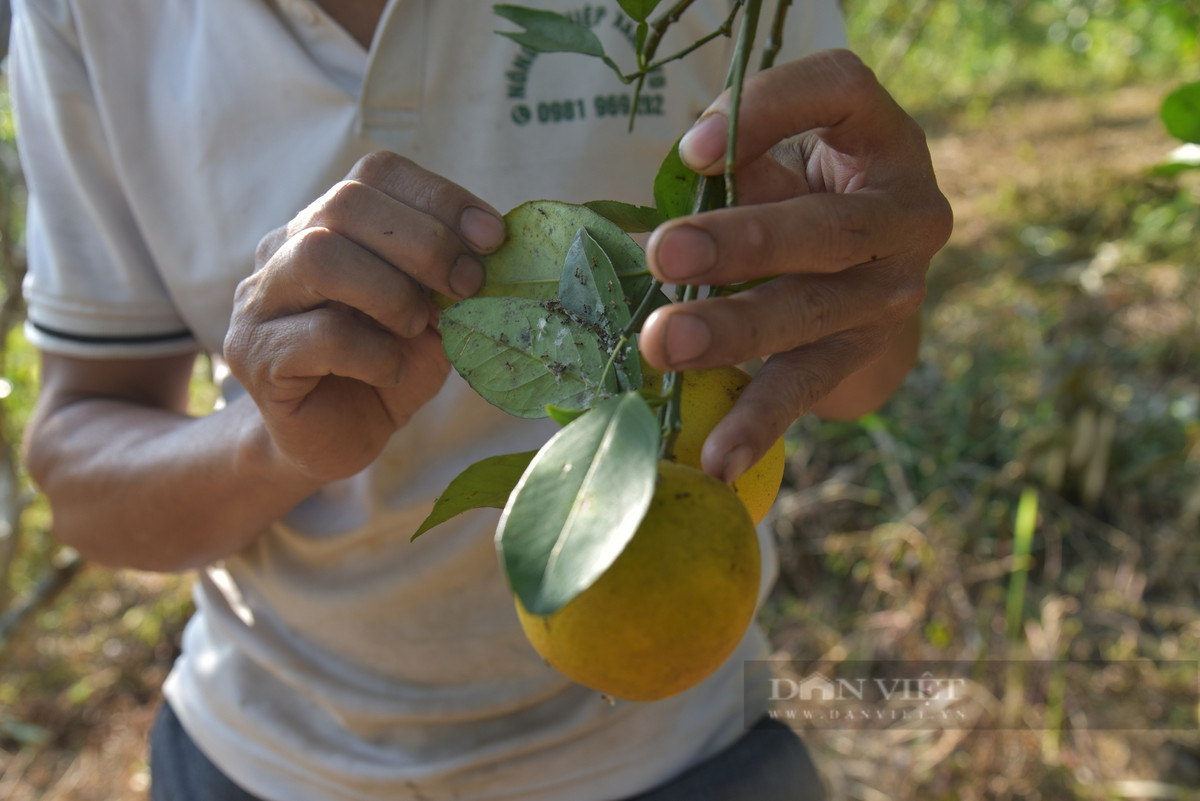 Trồng cam theo phương pháp đặc biệt, khách nườm nượp đến check-in - Hình 3 Trong cam theo phuong phap dac biet, khach nuom nuop den check-in-Hinh-3