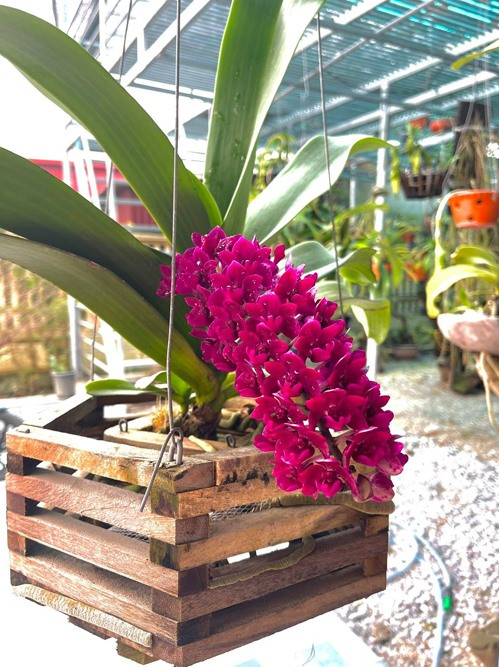 Ngoài ra, gia đình hoa hậu còn có một nhà để ươm trồng hoa lan. Trong dịp Tết vừa qua, cô cho biết hoa lan nhà nở rộ khoe sắc khắp khu vườn.