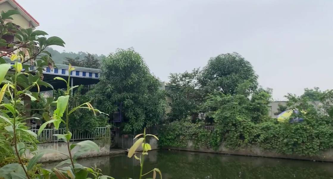 Để có nguồn nước tưới tiêu cho cây trồng, bố mẹ nàng hậu đào một ao lớn trước nhà. Gia đình kết hợp nuôi thủy sản và trồng cây ăn quả xung quanh.