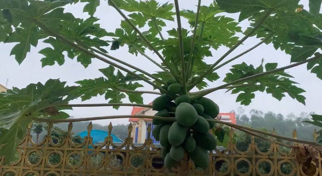 Bên cạnh đó, gia đình Đỗ Thị Hà cũng trồng đu đủ. Đây cũng là món yêu thích của nàng hậu mỗi khi