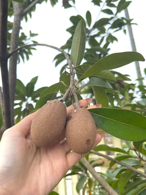 Hồng xiêm ra trái trong vườn nhà hoa hậu.