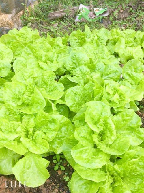 Đỗ Thị Hà tiết lộ từng luống rau xà lách tươi xanh do bố mẹ cô trồng hoàn toàn tự nhiên để làm nguồn thức ăn cho gia đình.