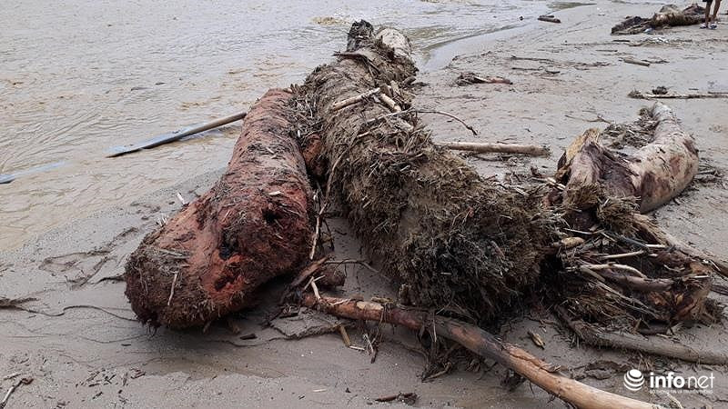 Sau lu, ban Sa Na o Thanh Hoa trong nhu ngay tan the-Hinh-10