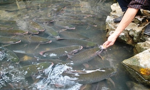 Du khach lam sap cau tai suoi ca than Thanh Hoa