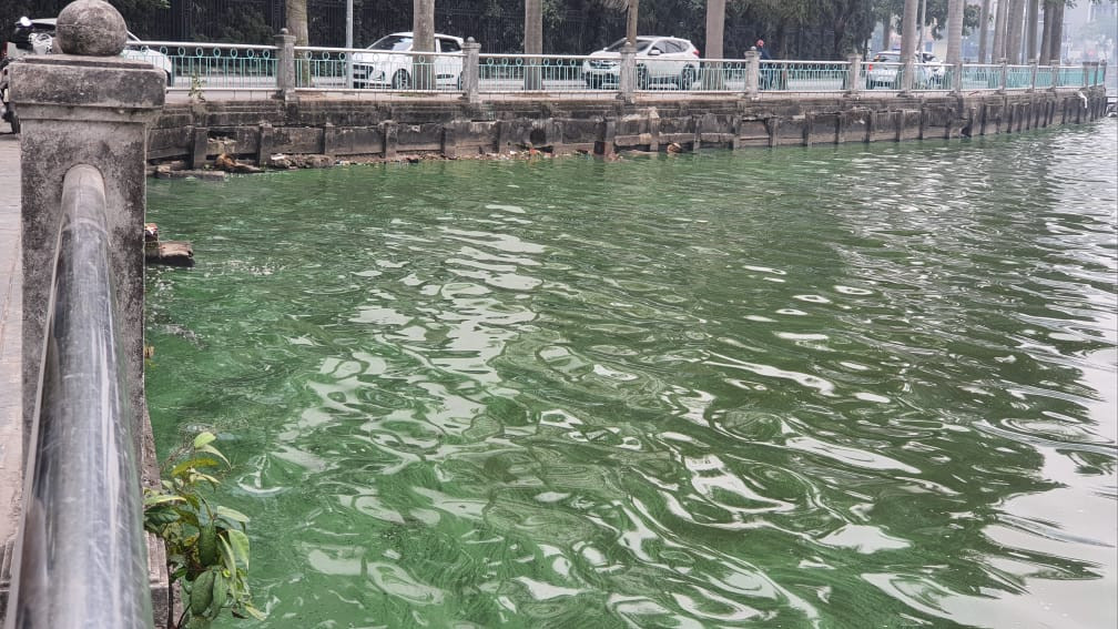 Sáng 5/1, nước hồ Tây bất chờ chuyển sang màu xanh rêu đậm khiến nhiều người dân lo lắng về vấn đề môi trường và sự sống của các sinh vật.