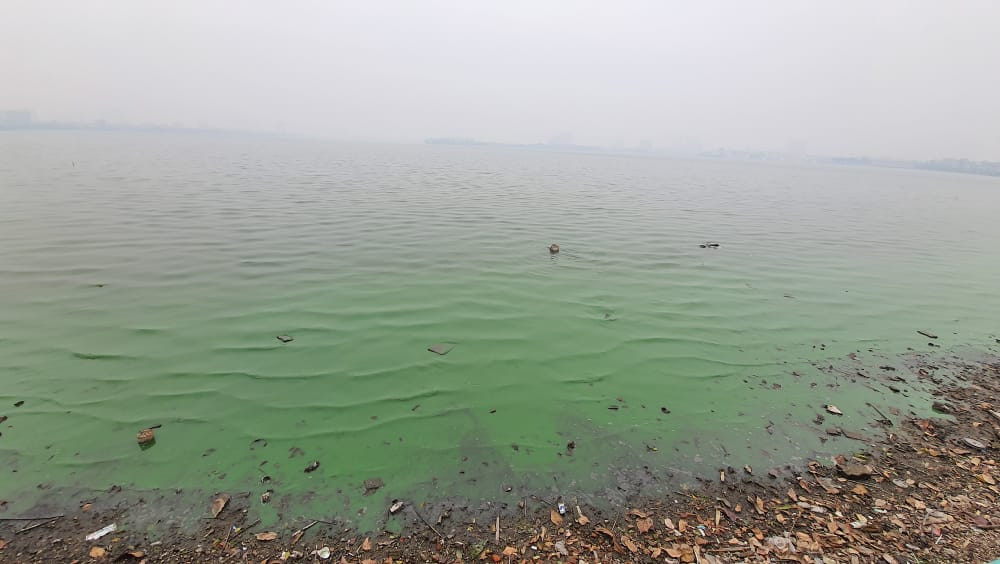 "Để xác định được nguyên nhân màu nước chuyển đổi sang xanh, cần phải kiểm tra thành phần và sinh khối của tảo thì mới có có thể truy ngược lai được nguyên do", PGS Thanh nói và khẳng định "chắc chắn là do tảo".