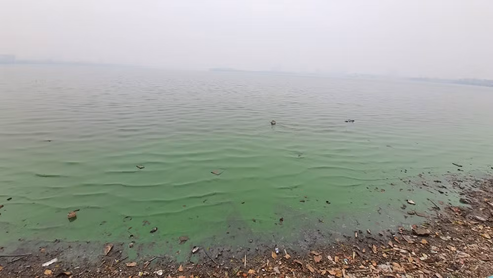 "Để xác định được nguyên nhân màu nước chuyển đổi sang xanh, cần phải kiểm tra thành phần và sinh khối của tảo thì mới có có thể truy ngược lai được nguyên do", PGS Thanh nói và khẳng định "chắc chắn là do tảo".