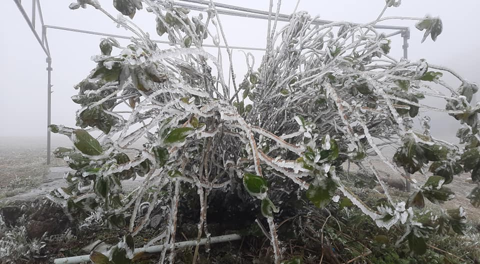 Cây bị băng giá bao phủ.