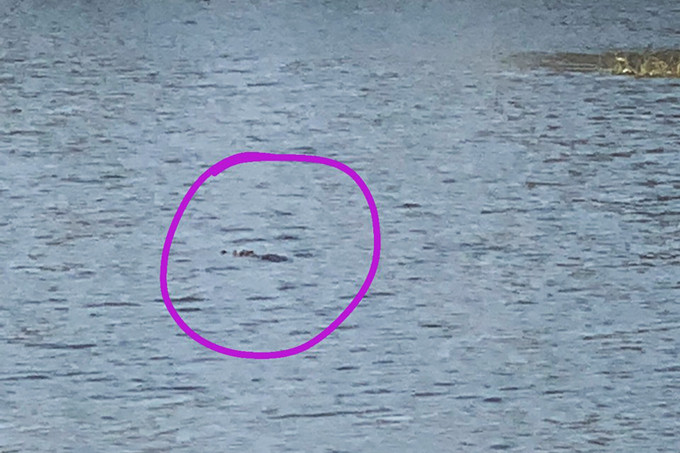 2 con ca sau song ra ho, nguoi dan xum lai vay bat