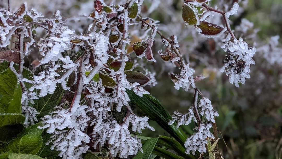  "Hoa băng tuyết" trên đỉnh Mẫu Sơn được tạo ra từ thời tiết lạnh giá
