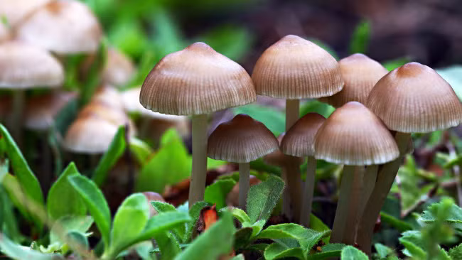 Nam ma thuat co the chua benh tram cam