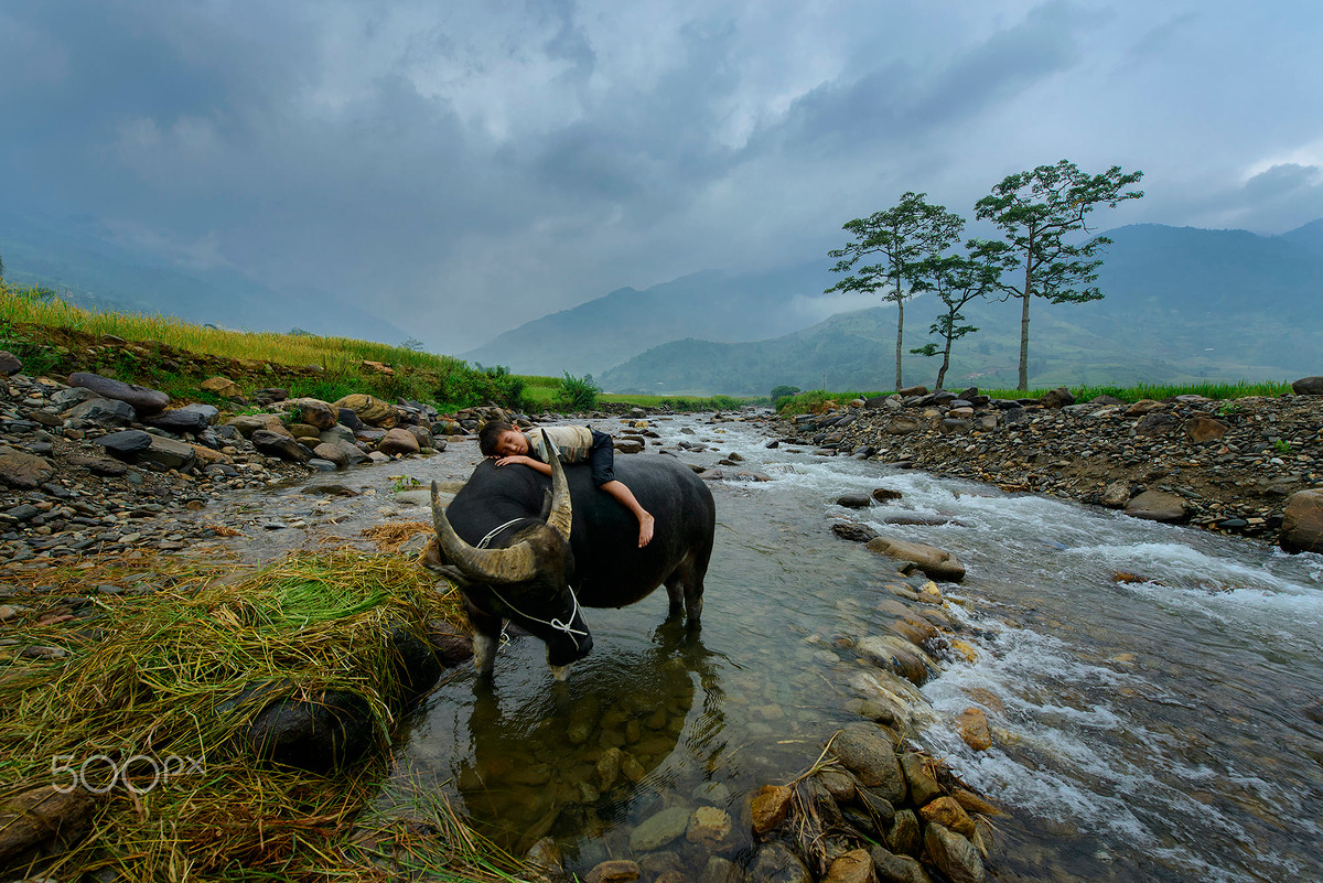 Em bé và chú trâu - "người bạn" đặc biệt.