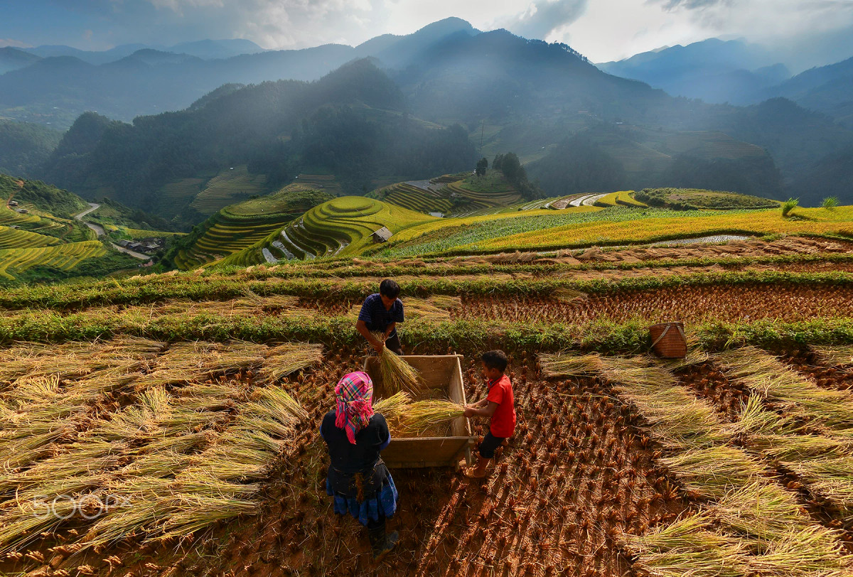 Những người nông dân đập lúa trên ruộng bậc thang. Mời quý độc giả xem video: Ruộng bậc thang Mù Cang Chải thơ mộng mùa lúa chín. Nguồn: VTC16