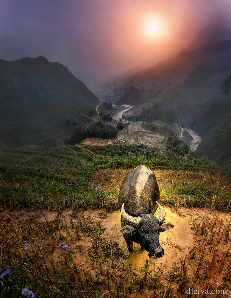 Buổi sáng mờ sương giữa núi đồi Sapa.