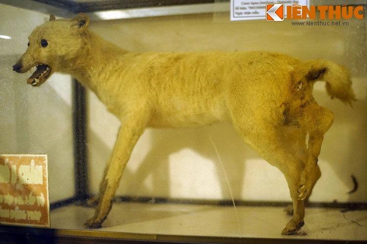 Chú chó xấu số với chiếc chân lủng lẳng mọc ra từ mông.