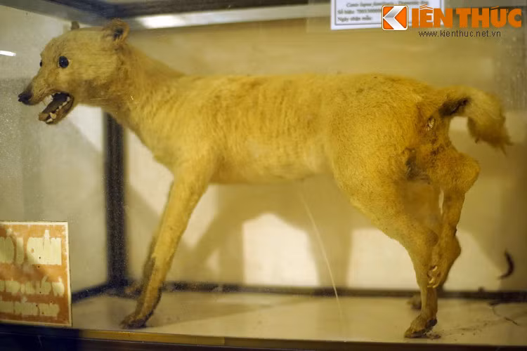 Chú chó xấu số với chiếc chân lủng lẳng mọc ra từ mông.