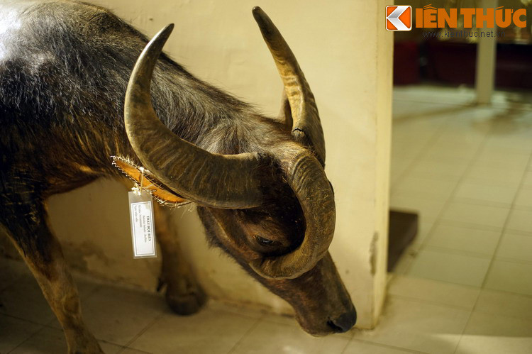 Trâu 3 sừng trông khá "ngầu" với chiếc sừng thứ ba mọc từ giữa trán vắt xuống một bên mặt.